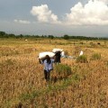 The Role of Small Farms in Promoting Sustainable Agriculture