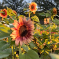 Are Sunflowers Perennials or Annuals? Tips to Choose the Best Sunflower Type