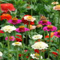 Do Zinnias Come Back Every Year? Discover What Most Gardeners Don’t Know About Zinnia Longevity