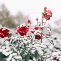 Stunning Winter Blooms: What Flowers Bloom in Winter