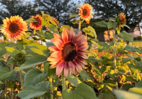 Are Sunflowers Perennials or Annuals? Tips to Choose the Best Sunflower Type