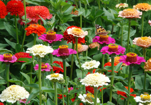 Do Zinnias Come Back Every Year? Discover What Most Gardeners Don’t Know About Zinnia Longevity