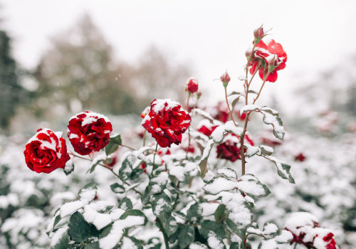 Stunning Winter Blooms: What Flowers Bloom in Winter